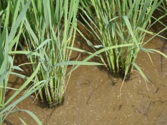 おたまじゃくし も元気です。