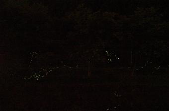 蛍・佐見川小野地内