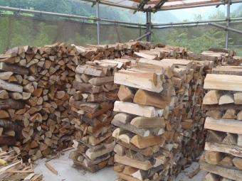 乾燥中の広葉樹