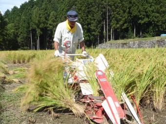 稲刈り