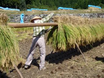 はざ干し風景