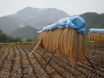 はざ干し