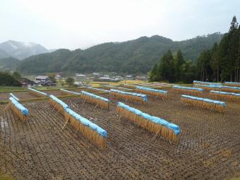 はざ干し風景