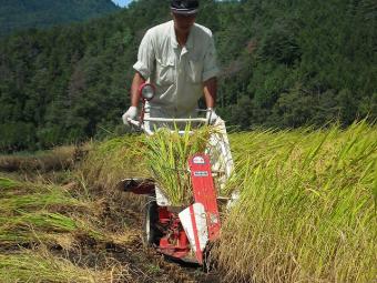 バインダーでの稲刈り