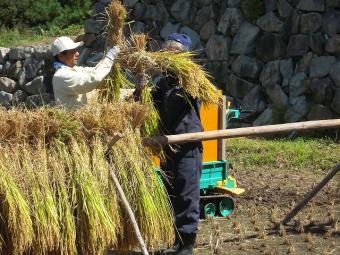 はざ干し作業