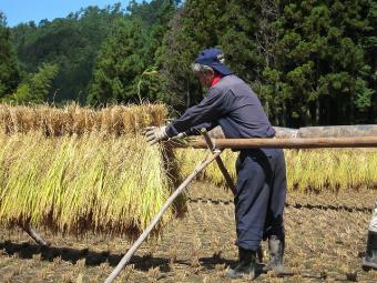 はざ干し作業