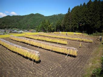 はざ干し風景