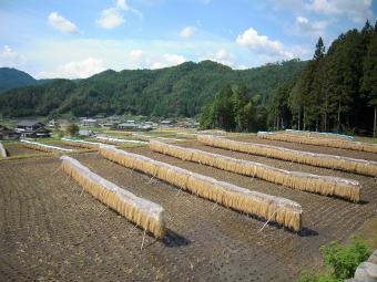 はざ干し風景