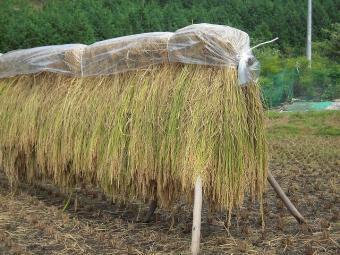 美味しくなるように