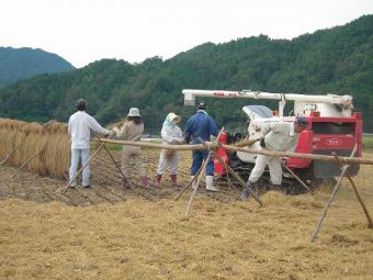 脱穀、細かくされた稲を散布