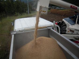 脱穀され、この後 籾すりへ