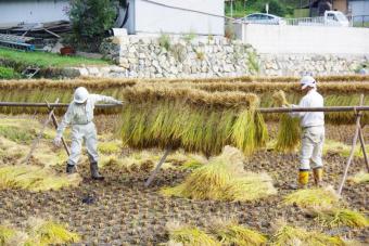 「尾城山」の天日干し風景