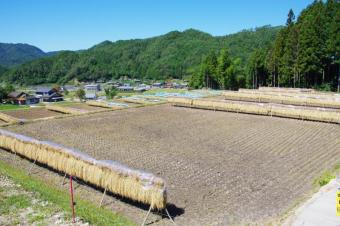 「尾城山」の天日干し風景2