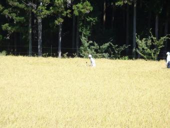 稲刈り風景