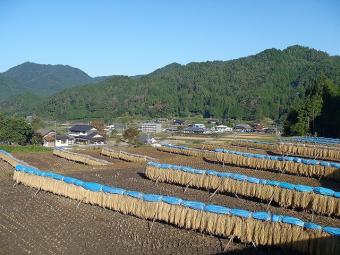 天日干し中の尾城山米