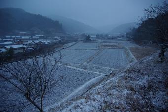 収穫の済んだ田んぼにも