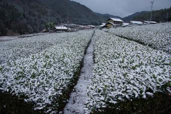 うっすらと積もったお茶畑