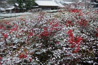 ナンテンの実も寒そうです