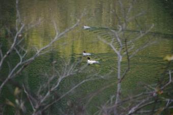 佐見川のオシドリ