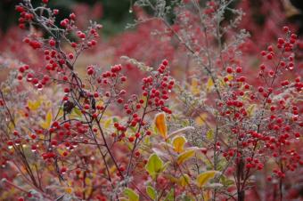 (難を転じる)に通じるため縁起木とされているナンテン