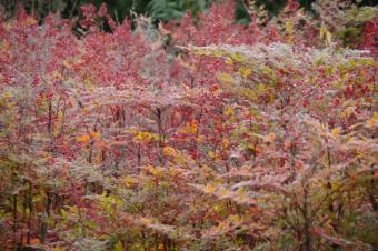 晩秋に果実が赤く熟す