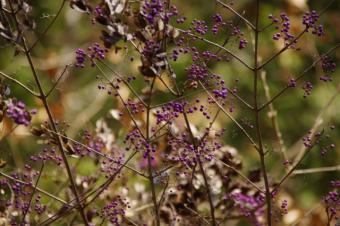 ムラサキシキブ 果実は葉が落ちてからも枝に残ります