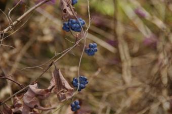 山地に分布する、つる性落葉樹 山ぶどう