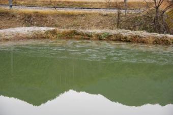 ため池の初氷