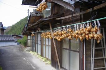 冬仕度 玉葱 白菜