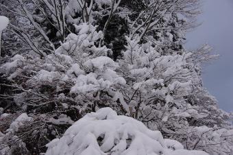 雪の衣をかぶってます