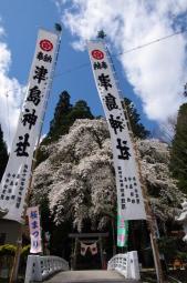 尾城山米の天王桜